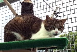 Katzenvermittlung, Erwachsene Katzen, Sabella