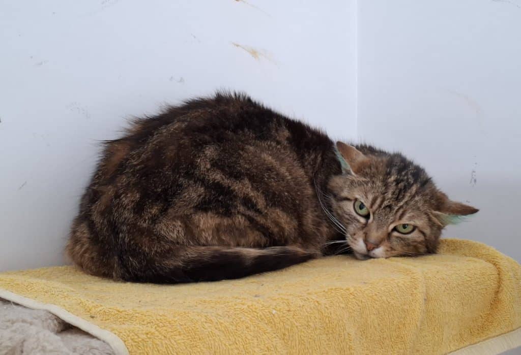 Katzenvermittlung, Erwachsene Katzen, Sally
