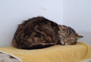 Katzenvermittlung, Erwachsene Katzen, Sally