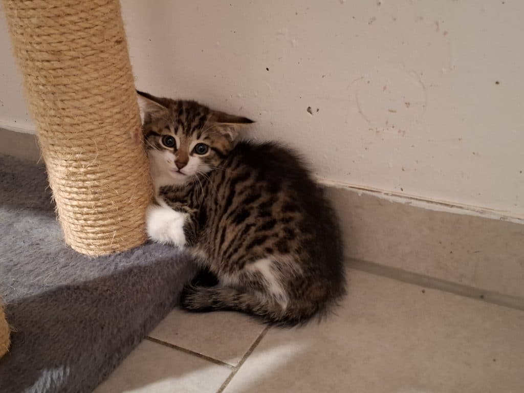 Katzenvermittlung, Jungkatzen, Aila