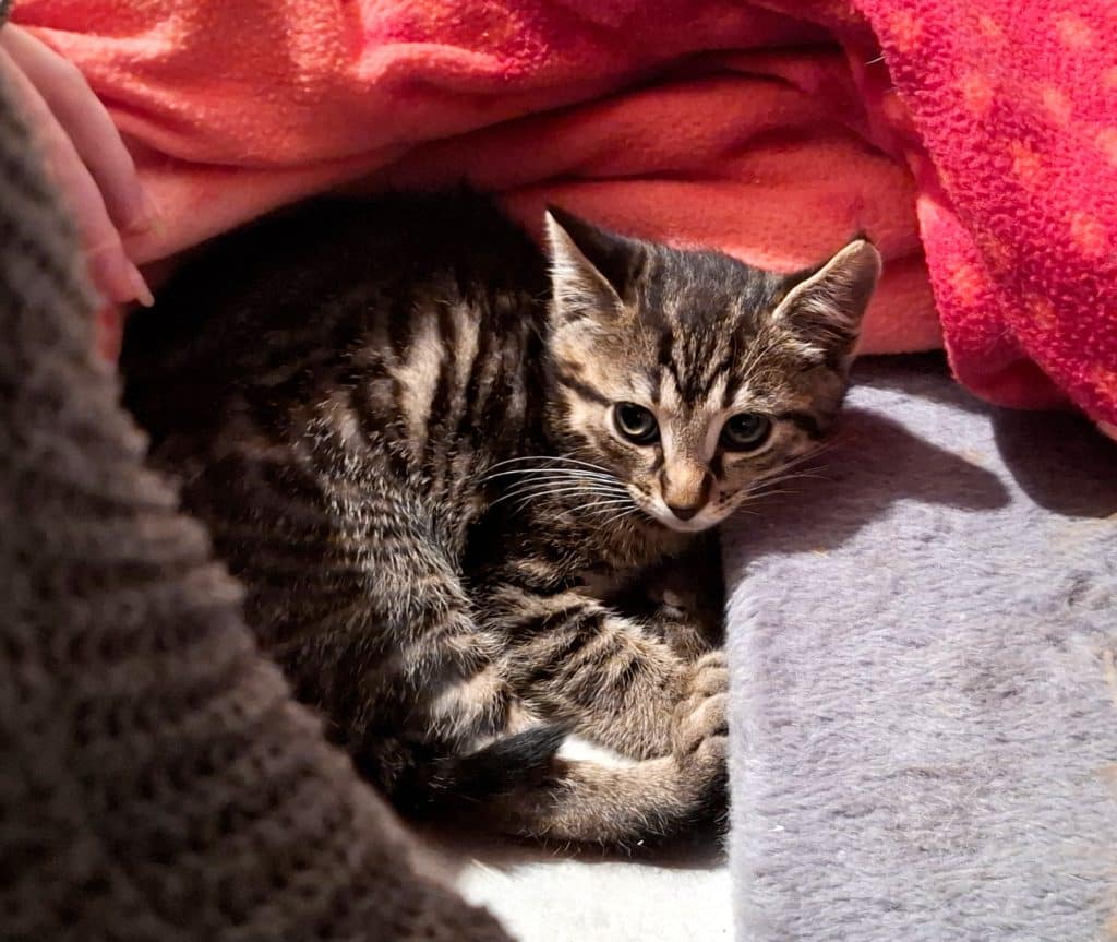 Katzenvermittlung, Jungkatzen, Archer