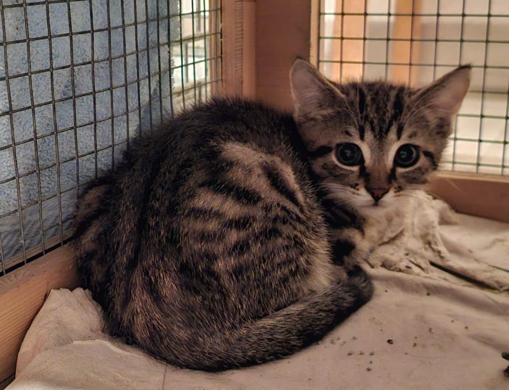 Katzenvermittlung, Jungkatzen, Arni