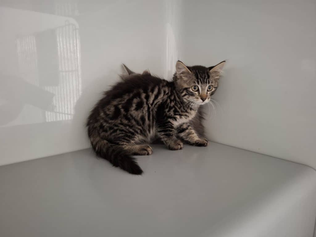 Katzenvermittlung, Jungkatzen, Flosy