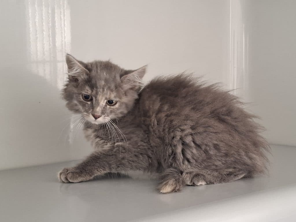 Katzenvermittlung, Jungkatzen, Freya