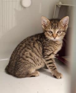 Katzenvermittlung, Jungkatzen, Ganea