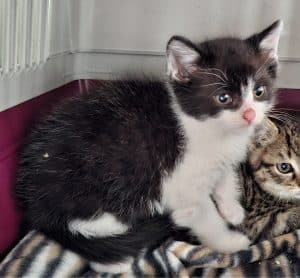 Katzenvermittlung, Jungkatzen, Gerald