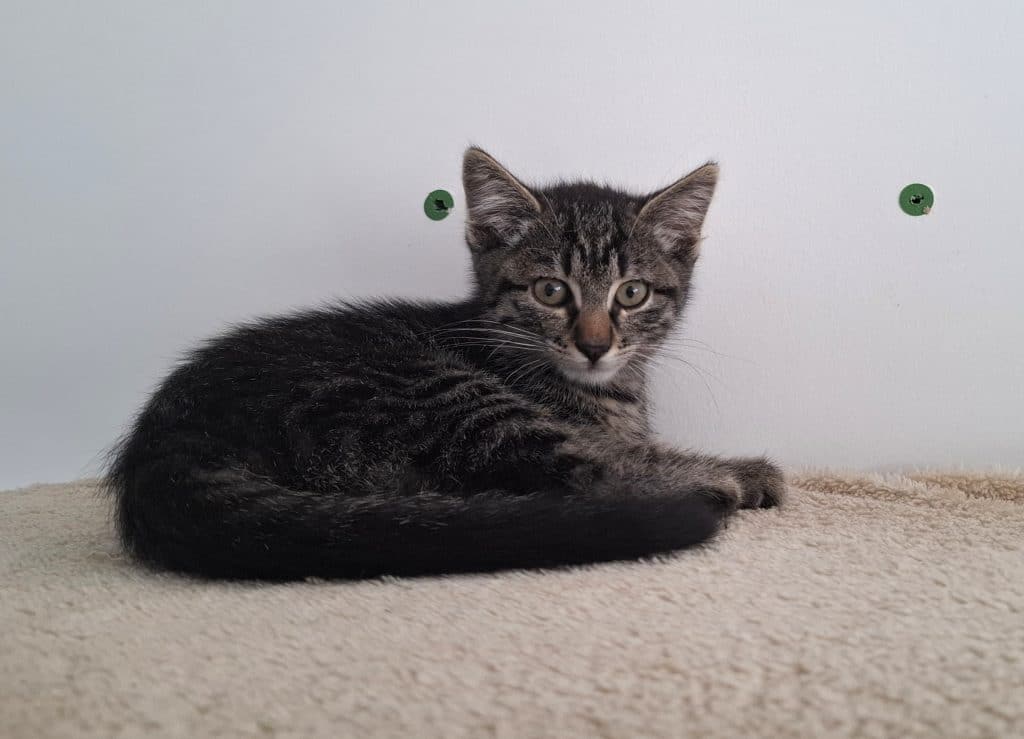 Katzenvermittlung, Jungkatzen, Ikem
