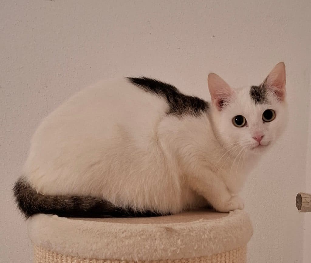 Katzenvermittlung, Erwachsene Katzen, Susi