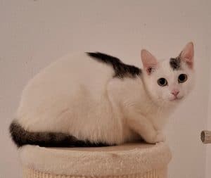 Katzenvermittlung, Erwachsene Katzen, Susi