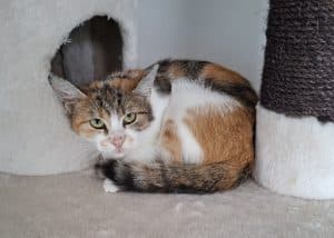 Katzenvermittlung, Erwachsene Katzen, Maija