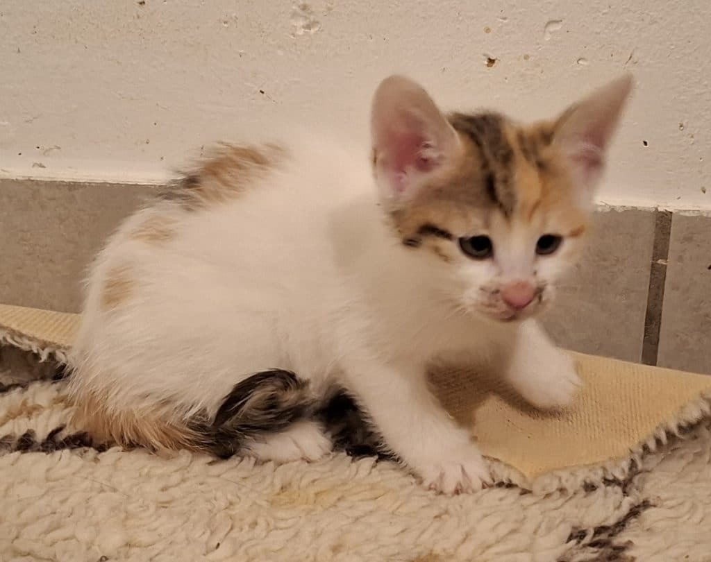 Katzenvermittlung, Jungkatzen, Patty