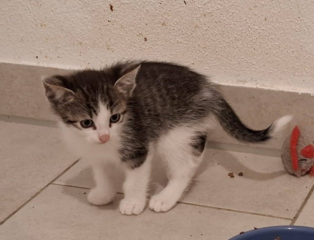 Katzenvermittlung, Jungkatzen, Pedro