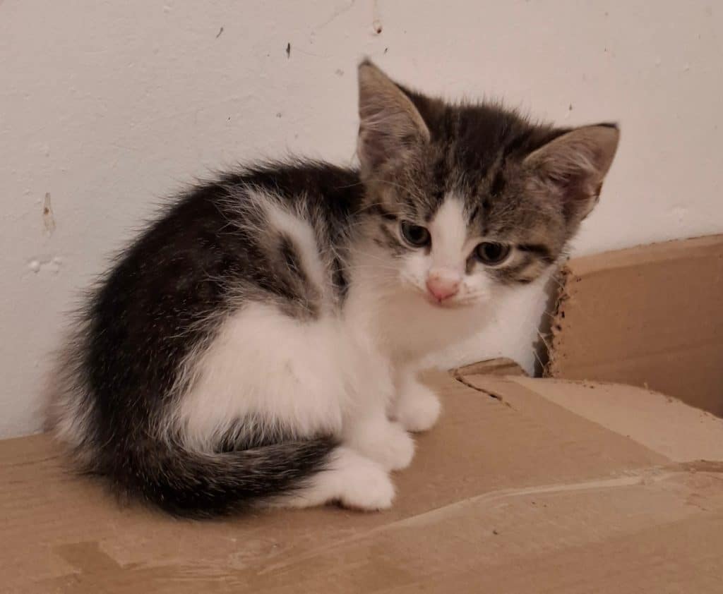 Katzenvermittlung, Jungkatzen, Penny