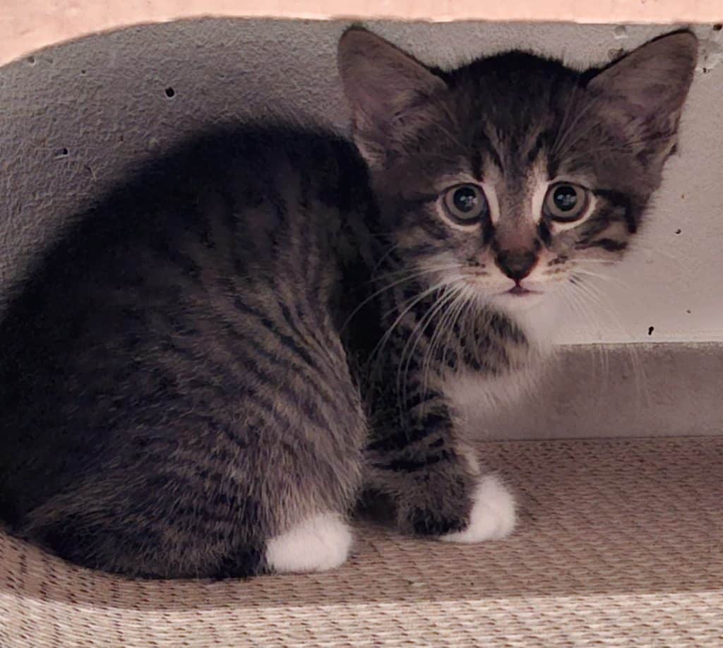 Katzenvermittlung, Jungkatzen, Pepper