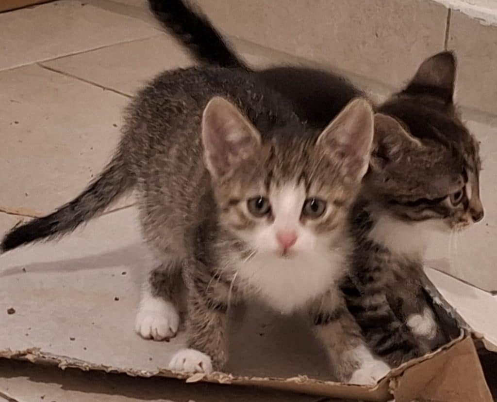 Katzenvermittlung, Jungkatzen, Perla