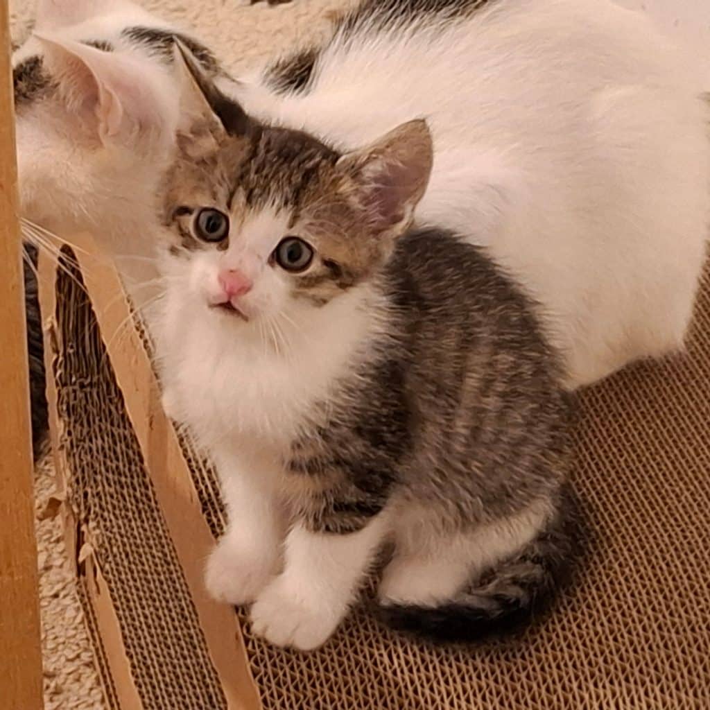 Katzenvermittlung, Jungkatzen, Petzi