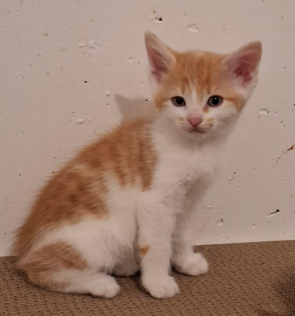 Katzenvermittlung, Jungkatzen, Pierre
