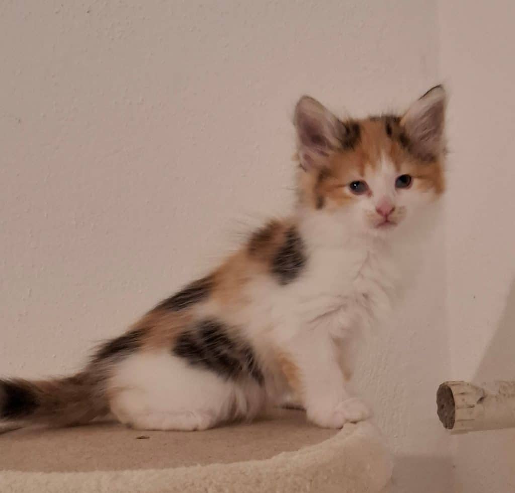 Katzenvermittlung, Jungkatzen, Pixie