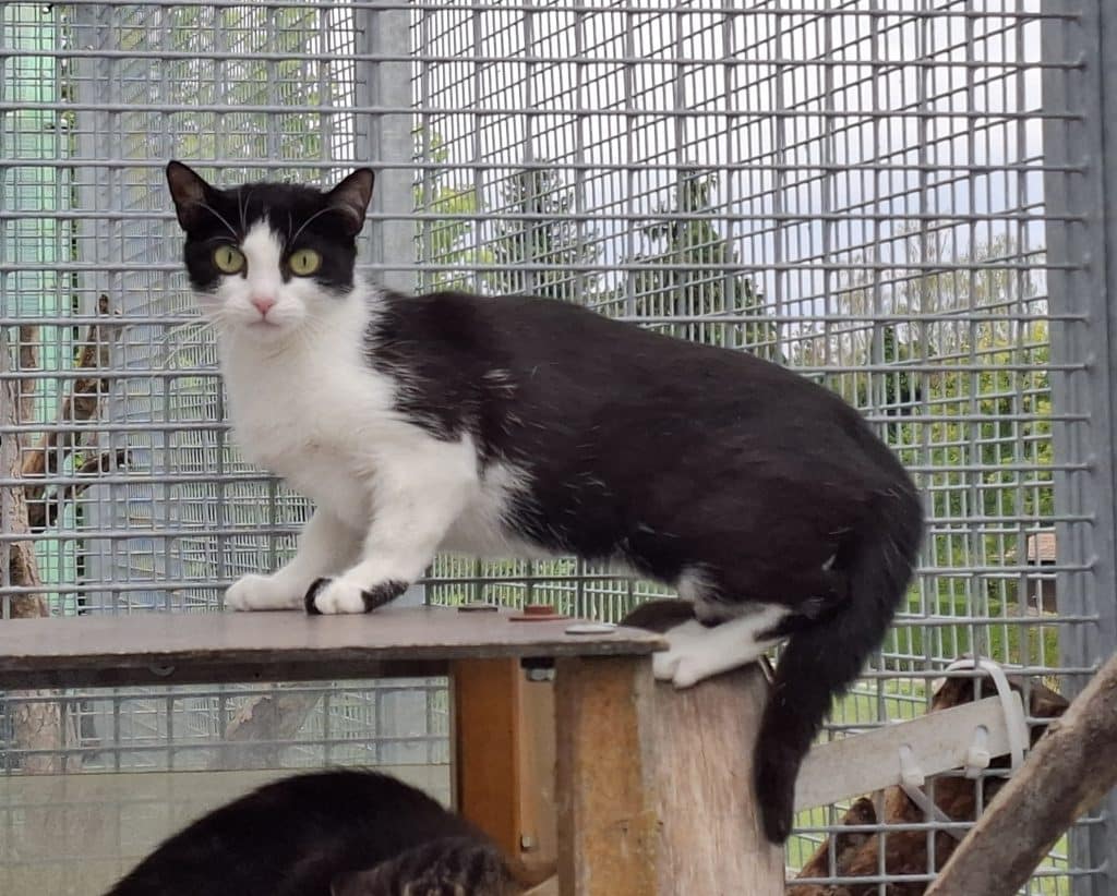 Katzenvermittlung, Erwachsene Katzen, Selina