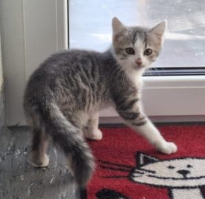 Katzenvermittlung, Jungkatzen, Tamy