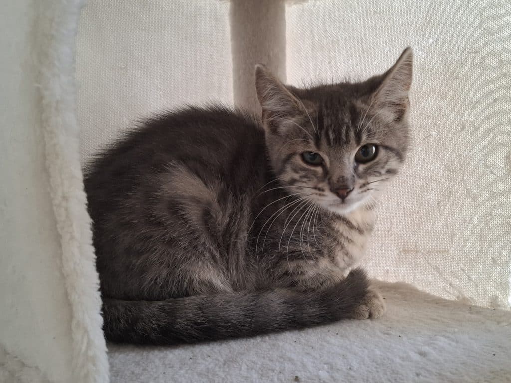 Katzenvermittlung, Jungkatzen, Timmy