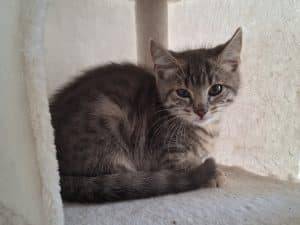 Katzenvermittlung, Jungkatzen, Timmy