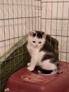 Katzenvermittlung, Jungkatzen, Ulario