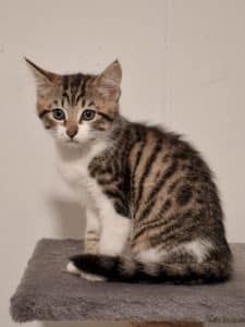 Katzenvermittlung, Jungkatzen, Aila