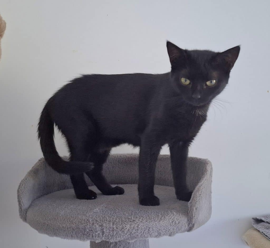 Katzenvermittlung, Erwachsene Katzen, Desire