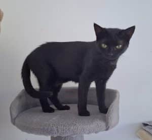 Katzenvermittlung, Erwachsene Katzen, Desire