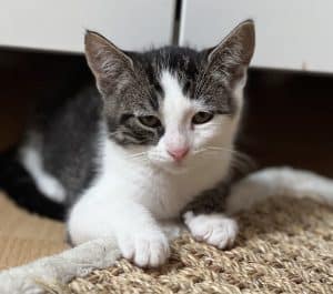 Katzenvermittlung, Jungkatzen, Flynn