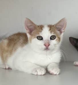 Katzenvermittlung, Jungkatzen, Franz