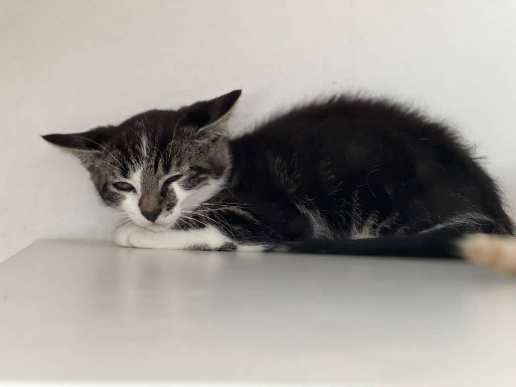 Katzenvermittlung, Jungkatzen, Frodo