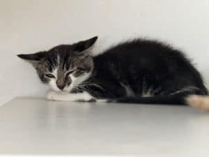 Katzenvermittlung, Jungkatzen, Frodo