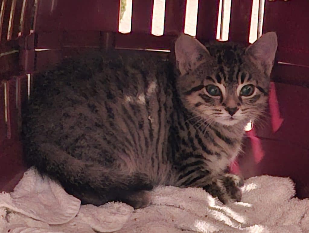 Katzenvermittlung, Jungkatzen, Ubram