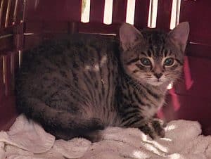 Katzenvermittlung, Jungkatzen, Ubram