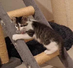 Katzenvermittlung, Jungkatzen, Uffi