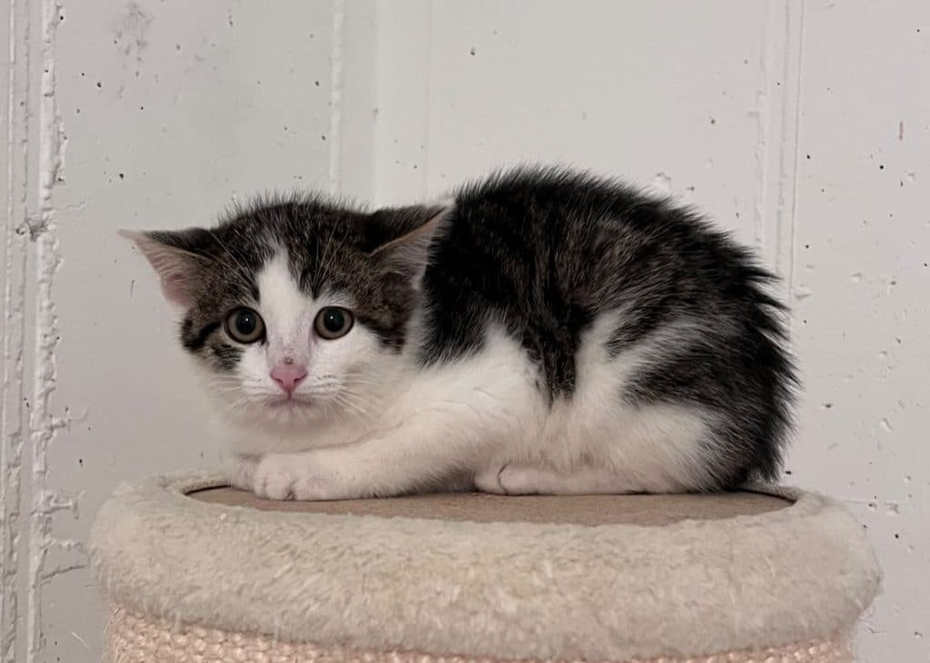 Katzenvermittlung, Jungkatzen, Umid