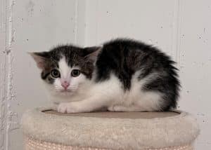Katzenvermittlung, Jungkatzen, Umid