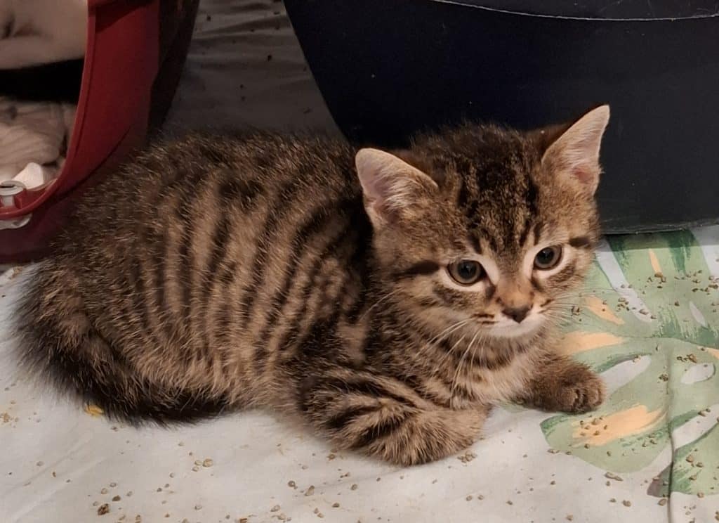 Katzenvermittlung, Jungkatzen, Usi