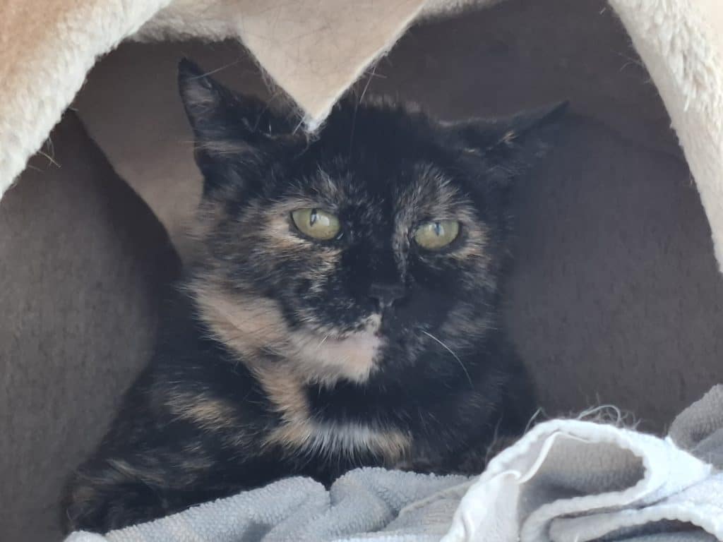 Katzenvermittlung, Erwachsene Katzen, Wilja