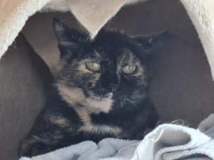 Katzenvermittlung, Erwachsene Katzen, Wilja