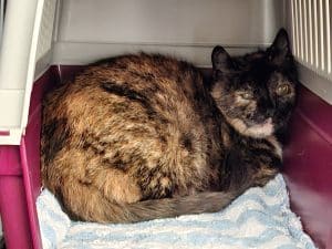 Katzenvermittlung, Erwachsene Katzen, Wilja