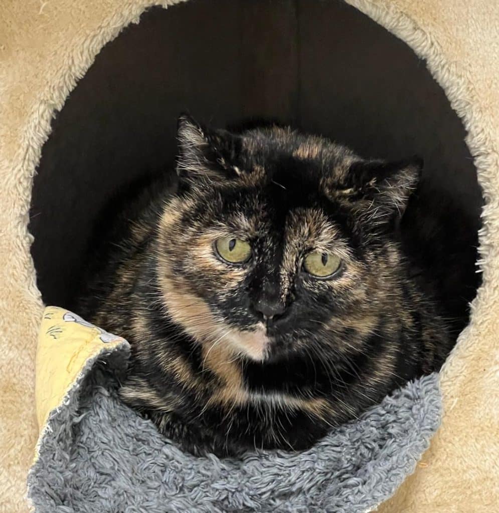 Katzenvermittlung, Erwachsene Katzen, Wilja