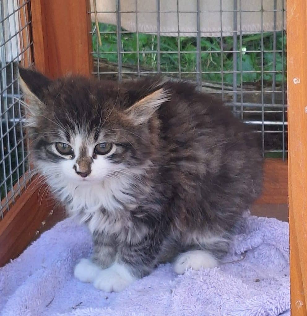 Katzenvermittlung, Jungkatzen, Abba