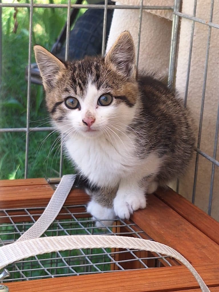 Katzenvermittlung, Jungkatzen, Antonia