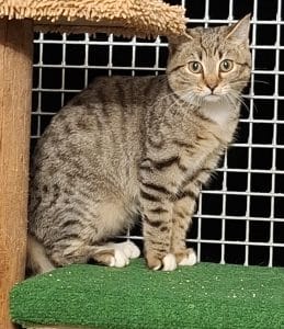 Katzenvermittlung, Jungkatzen, Falko