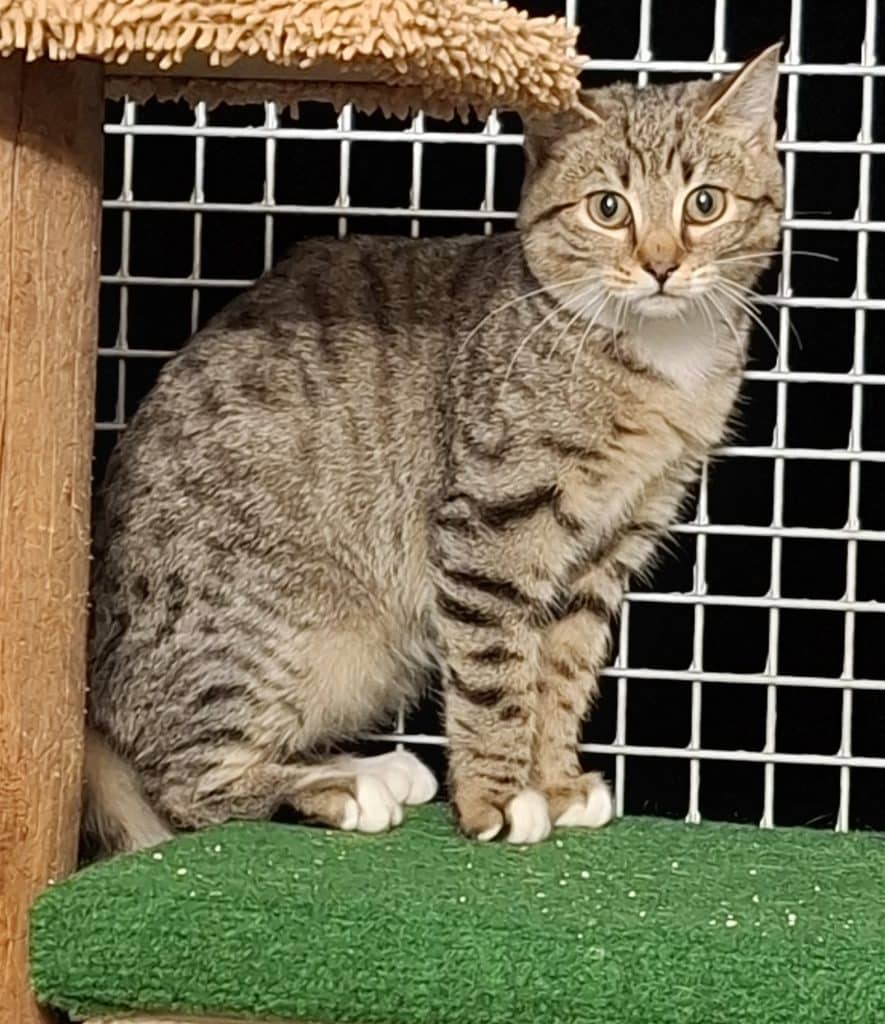 Katzenvermittlung, Jungkatzen, Falko