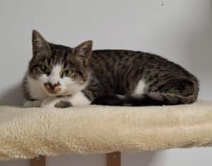 Katzenvermittlung, Erwachsene Katzen, Florinda