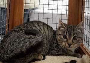 Katzenvermittlung, Jungkatzen, Franziska